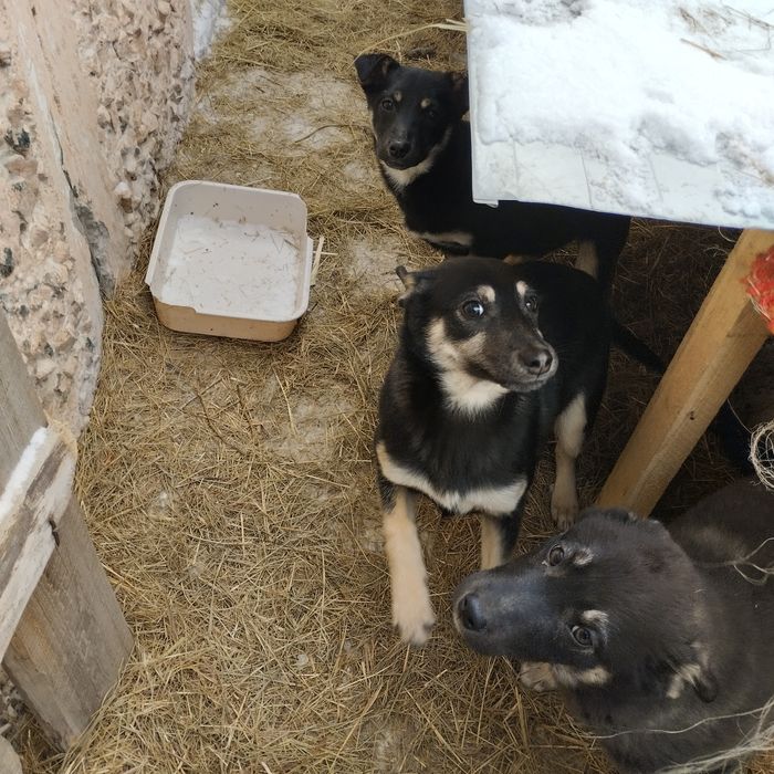 Отдам в добрые руки