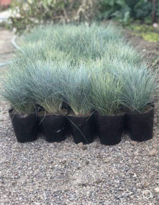 Овсяница сизая