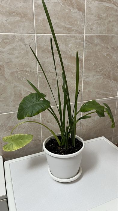 Домашные растения