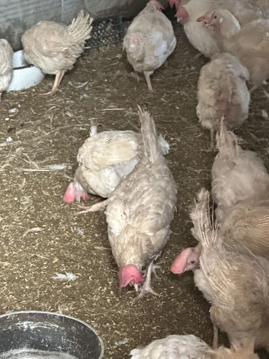 Курочки несушки