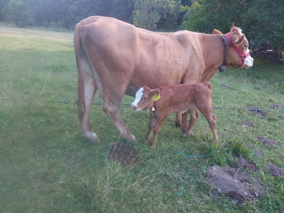 Vaca  cu vițică metiș