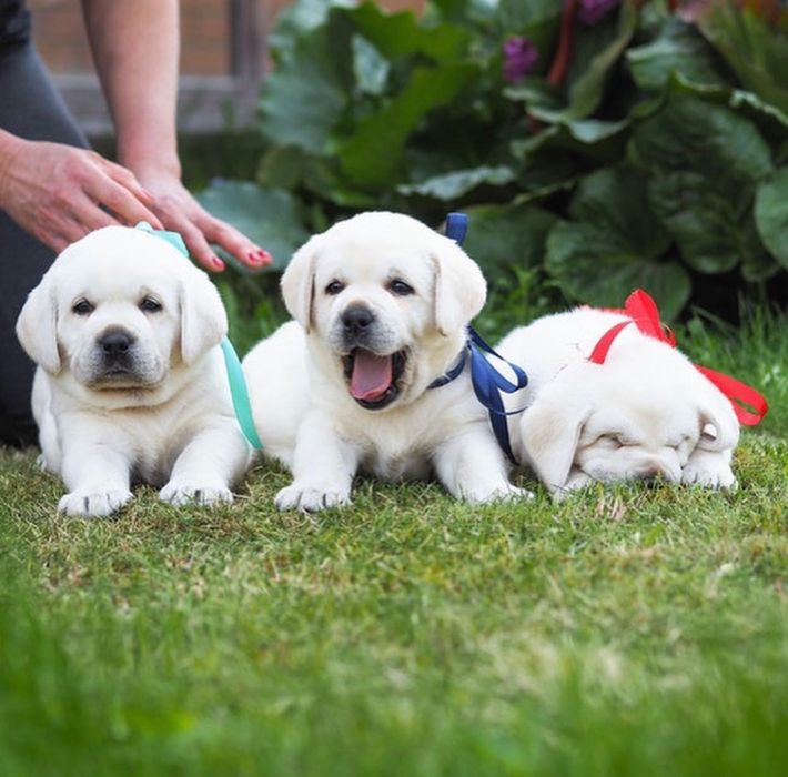 Щенки Лабрадораа-Ретривераа