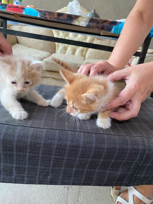 Котята девочки очень милые