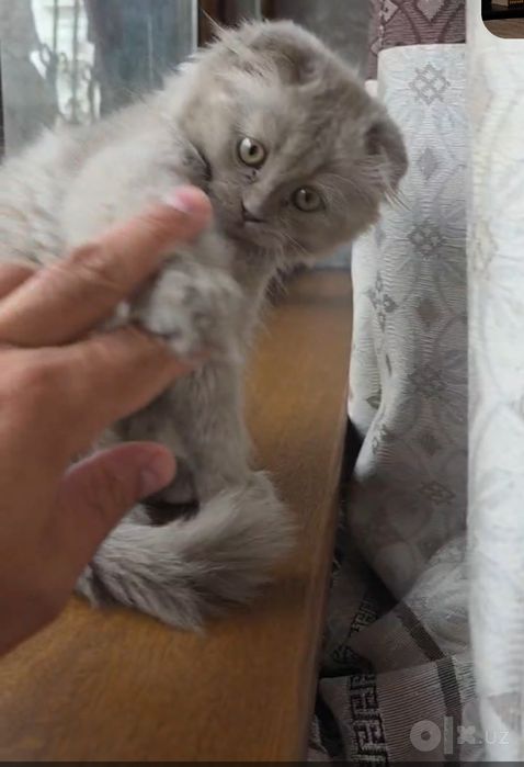 Продается котёнок мальчик скоттиш фолд хайленд