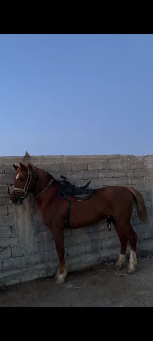 Шымкент жылқы сатылады