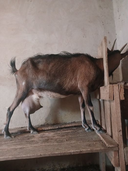 Сүтті ешкілер сатылады.