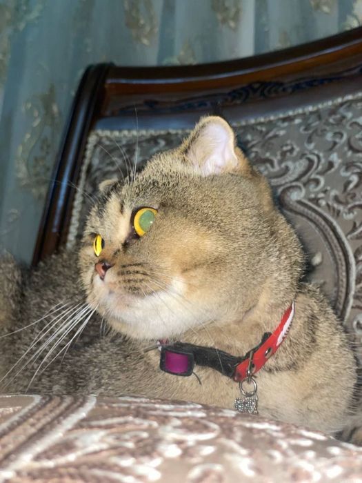 Zotli Mushuk sotiladi