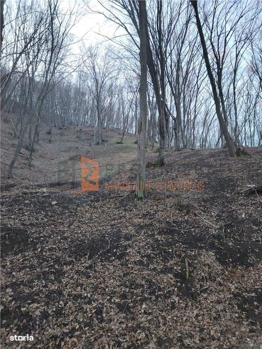 Teren intravilan zona Monteoru