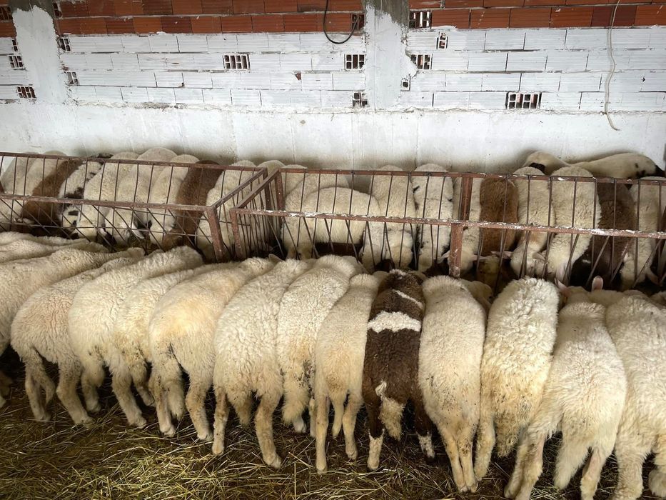 Агнета……………………..