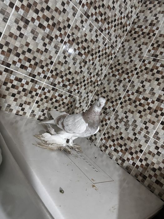 Голуби сирен  самка самец