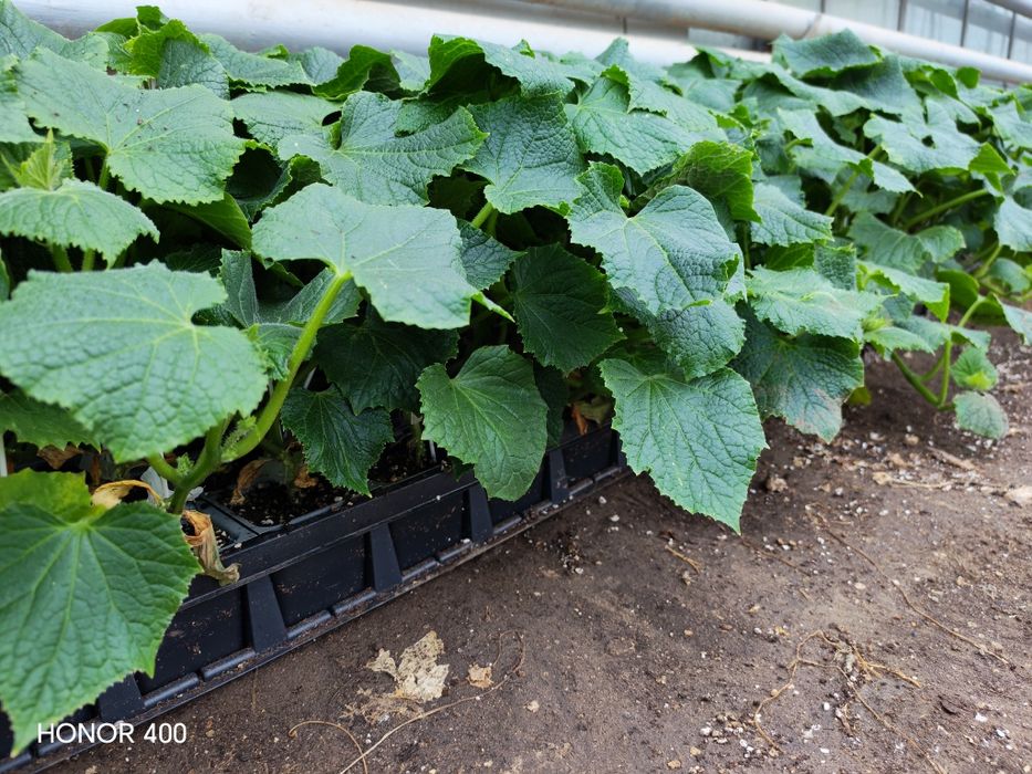 Разсад, Присадка, Гергана, Бомбър