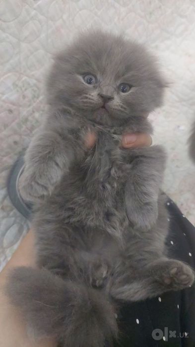 Продаю котят скоттиш-фолд