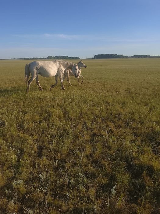 Продам Кобылу с Жеребёнком