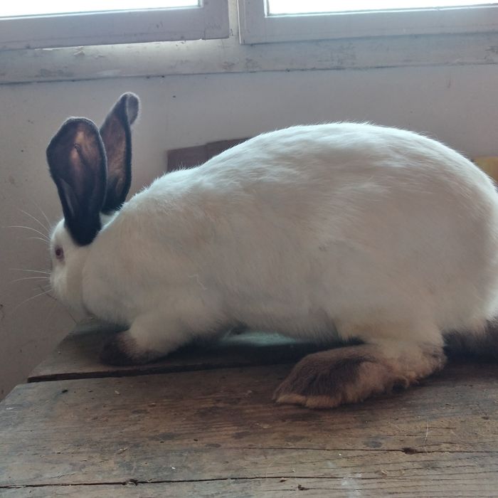 Vând uriaș de Transilvania diferite varste