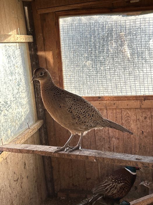 Фазани свободни налични