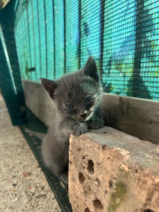 Подарявам котета