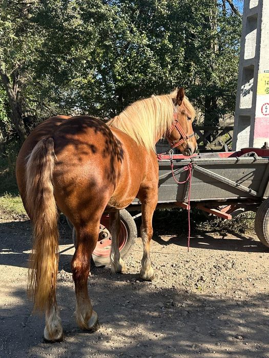 Vând manza semigrea