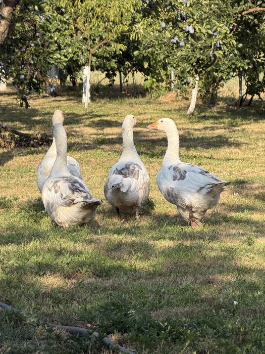 Familie gâşte româneşti