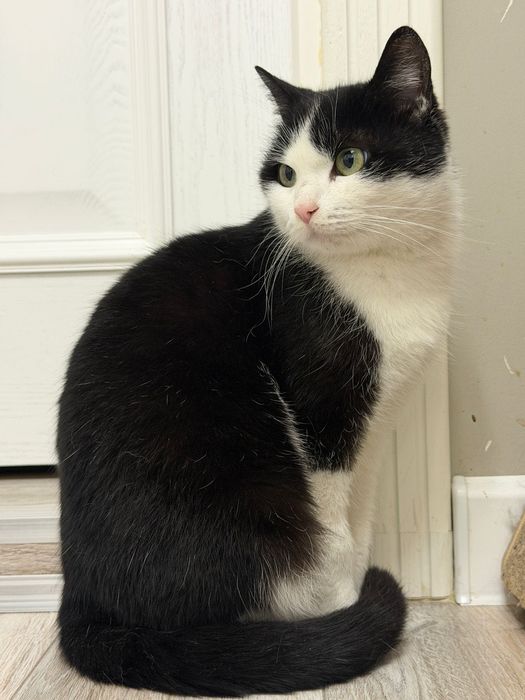 Красотка кошечка Варя!