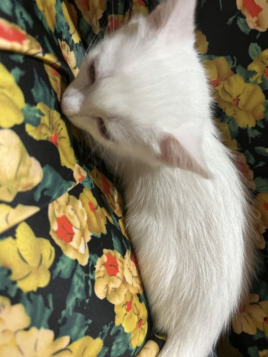 Мысық Котенок Марғау 3 ай/м