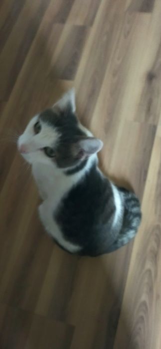 Отдам в хорошие руки,