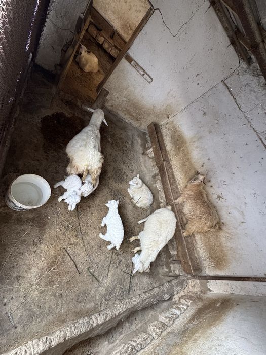 Ешкі сатылады оптом !!!