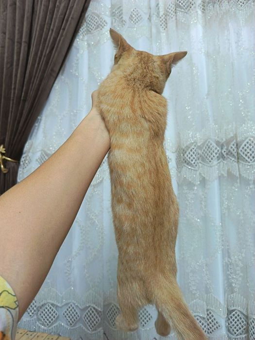 Мушук:4 ойли  киз бола