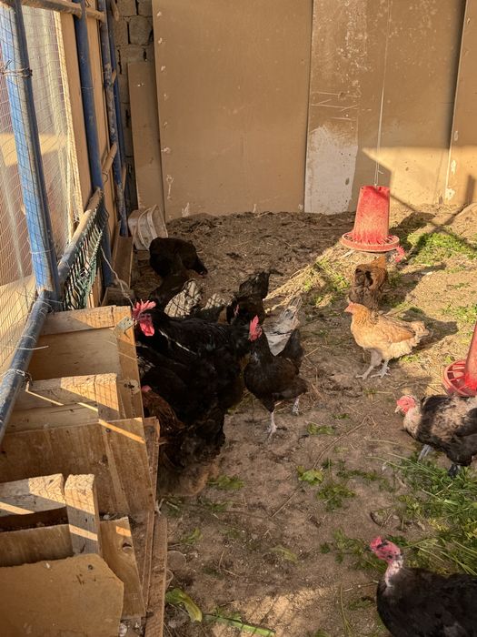 Uy tavuqlari sotiladi