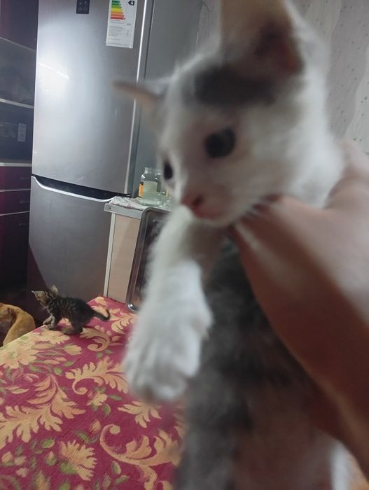 Одам даром кошки и мать
