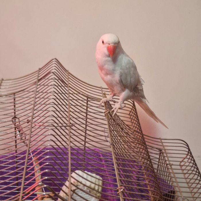 Vînd păsări vorbitoare