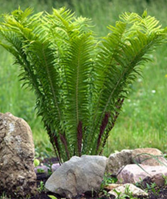 Продаются саженцы папоротника