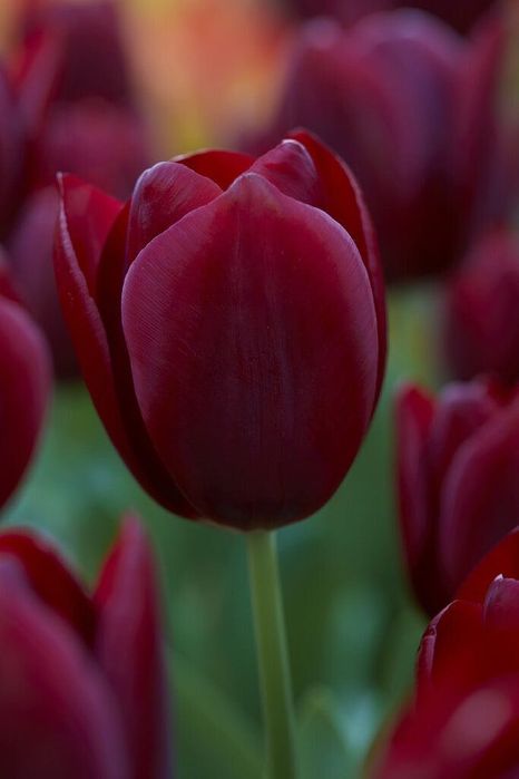 Луковици за лалета на 0,50ст на брой