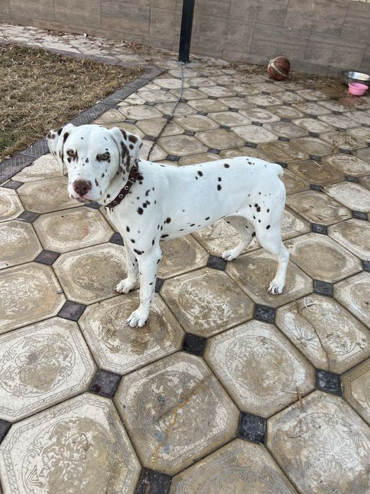 Порода Далматинец