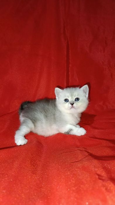 Продаются котята