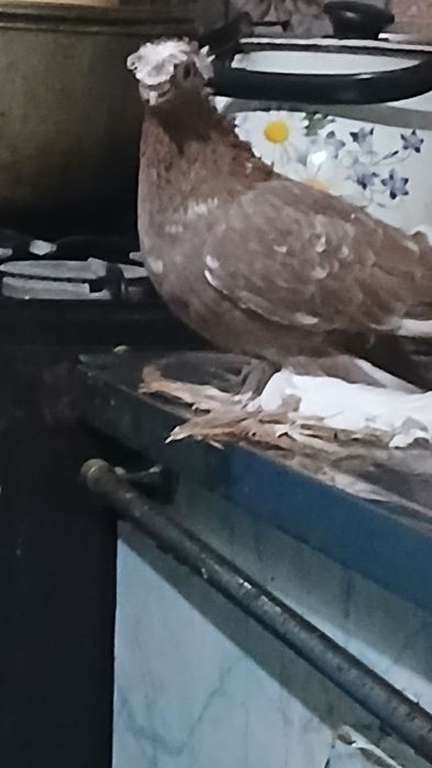 Самец кызыл сочь