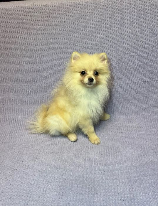 Femela pomeranian, rasa pura!