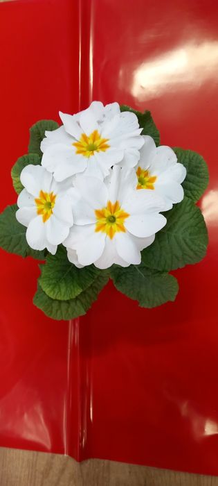 Иглика -многогодишна