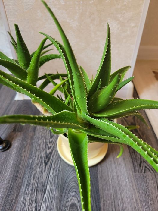 Продам алоэ лечебный 10летний