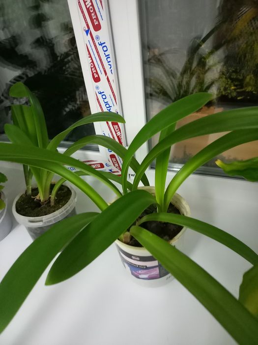 Продам комнатные  цветы