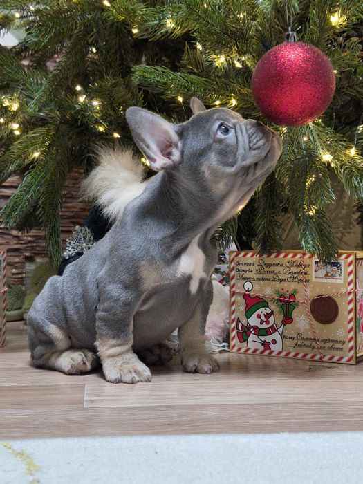 Шикарный мальчик