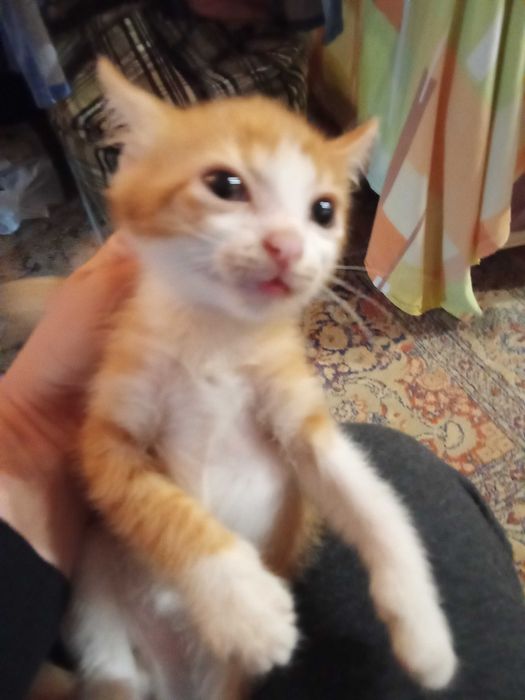 Котенца от Каварна тирсят дом