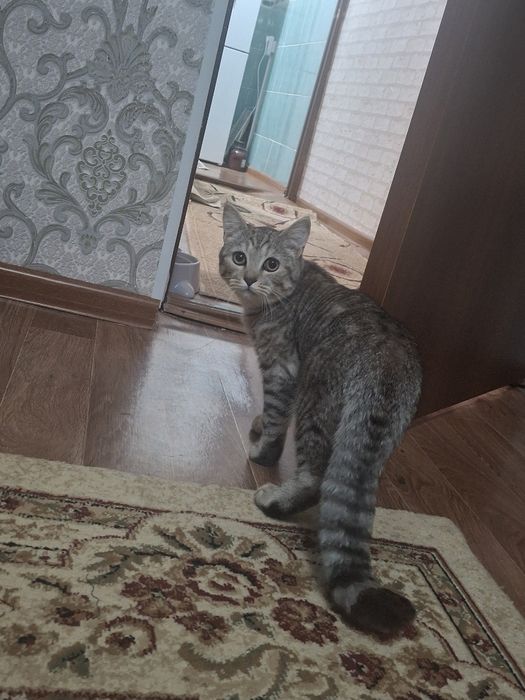 шотландская мысык сатылады