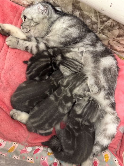 КОТЯТА -ВИСКАС породы шотландская вислоухая (скоттиш-фолд)
