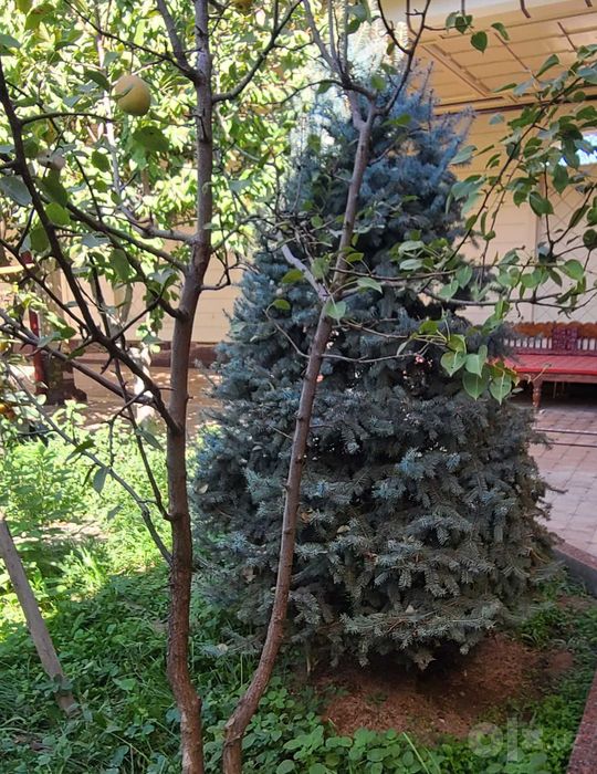 Golubaya yel,rost 2,50,,,2та бор