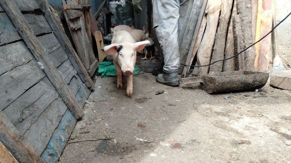 Продам Кабанчиков на племя