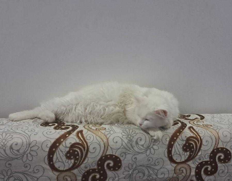 Срочно продаёться кошка