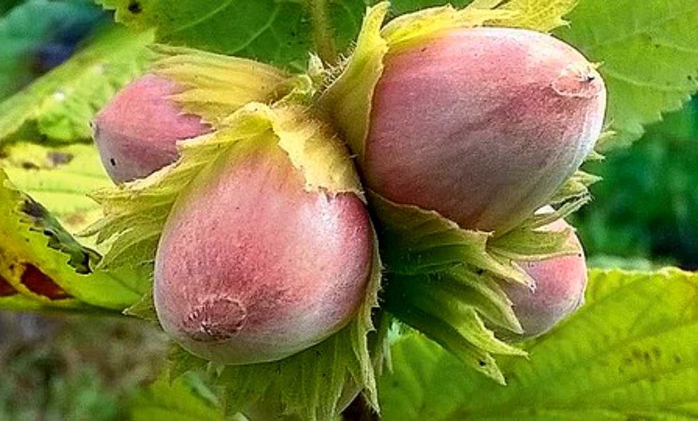 Грецкий орех фундук саженец