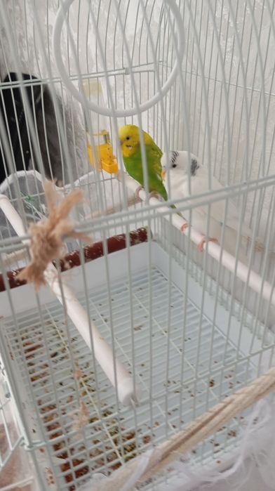 Попугайе продаем двоих вместе