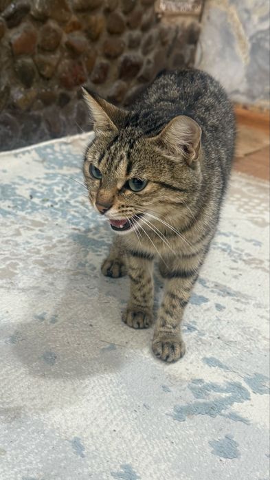 Одам кота   1год