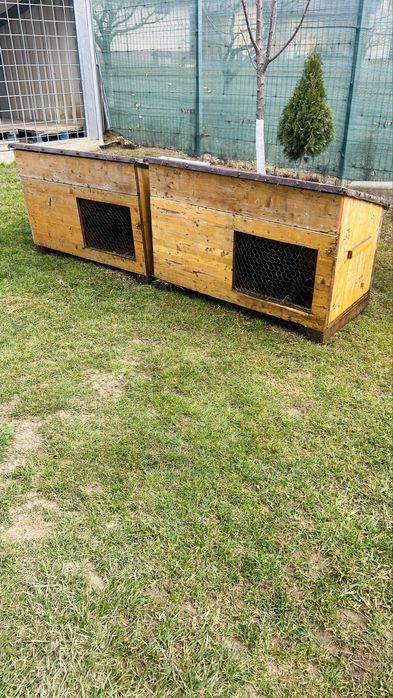 Custi ieppuri 200 bucata